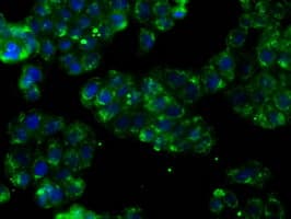 PTPRE / PTP Epsilon Antibody (clone OTI3D4, Carrier-free)