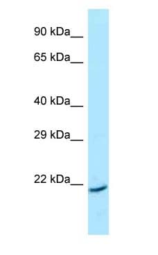 ARL1 Antibody (aa103-152)