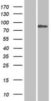 SP110 Protein (Over-Expression Lysate Myc-DDK (Flag))