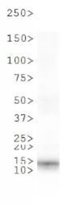 HIST4H4 Antibody (phospho-Ser1)