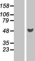 RRAGD Protein (Over-Expression Lysate Myc-DDK (Flag))