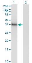 HOXA11 Antibody (clone 8B8)