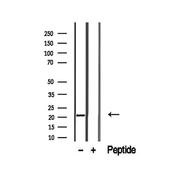 NABP1 / OBFC2A Antibody