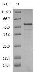 Human DCTD / dCMP Deaminase Protein (Recombinant GST, N-terminus)