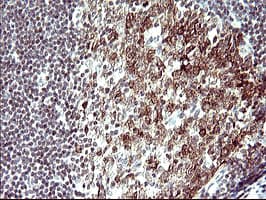 PARVA Antibody (clone OTI2F9)