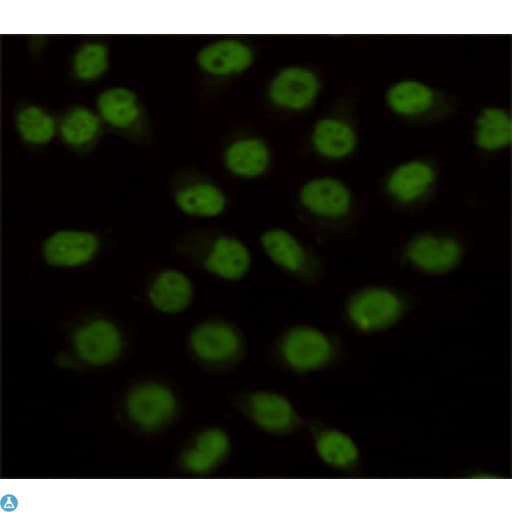 Monoclonal Mouse anti-Human KDM1A / LSD1 Antibody (WB)