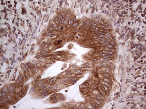 GEMIN8 Antibody (clone OTI4F8, Carrier-free)