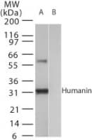 Humanin Antibody (aa12-24)