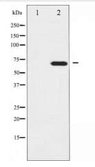 GTPase Activating Protein (GAP) Antibody
