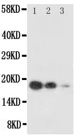 KITLG / SCF Antibody (aa26-44)