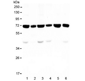 KBTBD2 Antibody