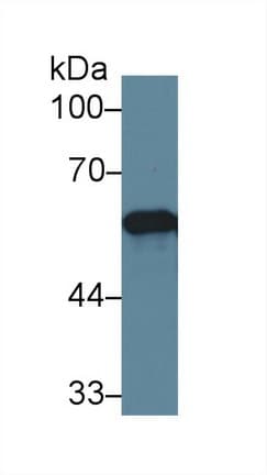 PDIA3 / ERp57 Antibody (aa162-416, PE)