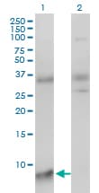 SNRPG Antibody (clone 2H8-1C12)