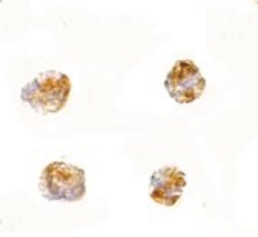 IHC-plus™ PARL / PSARL Antibody
