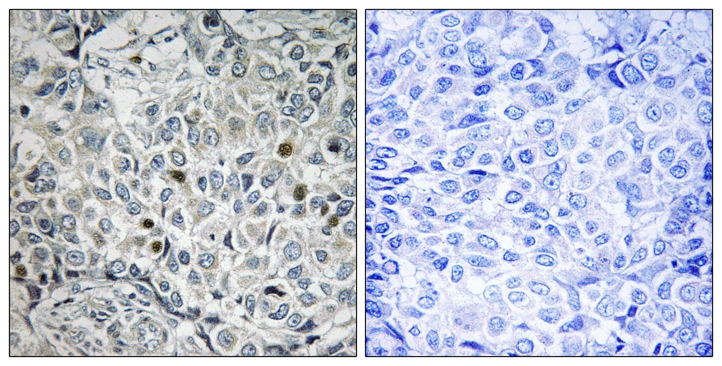 USP53 Antibody