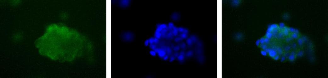 CD36 Antibody (aa100-200, DY650)