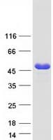 Human DDI1 Protein (Recombinant Myc-DDK (Flag))