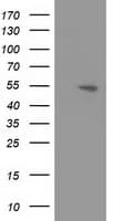 APBB3 Antibody (clone OTI1G5)