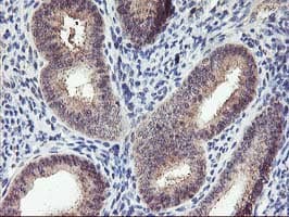PNMT Antibody (clone OTI1D2, Carrier-free)