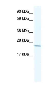 CRIP2 Antibody (aa78-127)