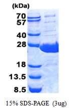 Human BPIFA1 / SPLUNC1 Protein (Recombinant His)