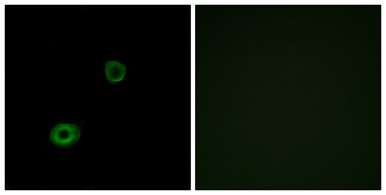 MRGPRX4 / MRGX4 Antibody (aa271-320)