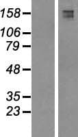 FYCO1 Protein (Over-Expression Lysate Myc-DDK (Flag))