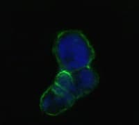 IHC-plus™ LCN1 / Lipocalin-1 Antibody (clone 10B10)