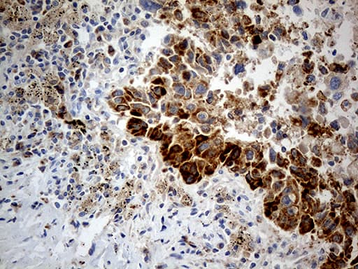CHCHD10 Antibody (aa17-142, clone OTI3B8)