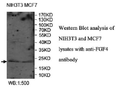 FGF4 Antibody (C-Terminus)