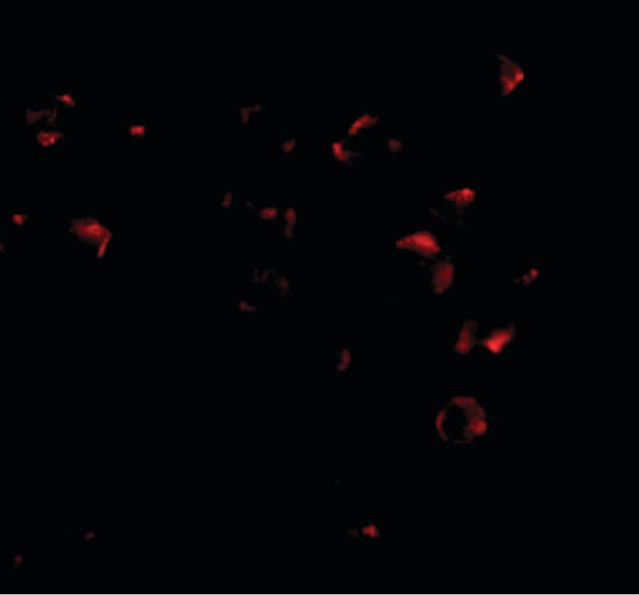 Polyclonal Rabbit anti-Human HCCS1 / VPS53 Antibody (IF, WB)