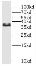 ENDOU Antibody