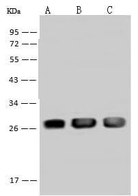 PSPH Antibody (Preservative Free)