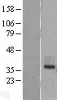 MIR16 / GDE1 Protein (Over-Expression Lysate Myc-DDK (Flag))