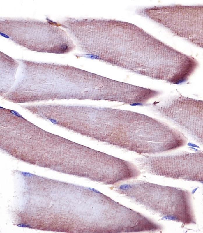 VCL / Vinculin Antibody