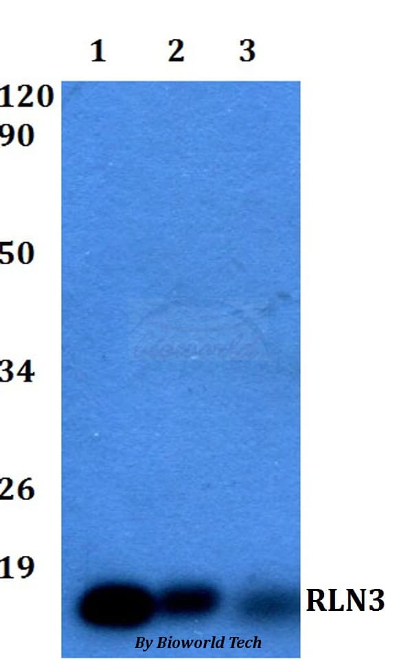 RLN3 / Relaxin 3 Antibody