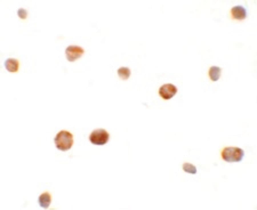 CREBZF / Zhangfei Antibody