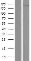 DROSHA / RNASEN Protein (Over-Expression Lysate Myc-DDK (Flag))