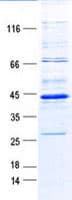Human MAGEA1 / MAGE 1 Protein (Recombinant Myc-DDK (Flag))
