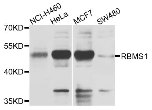 RBMS1 Antibody