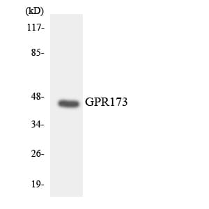 Polyclonal Rabbit anti-Human GPR173 / SREB3 Antibody (aa238-287, WB)