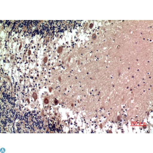 HTR1D / 5-HT1D Receptor Antibody