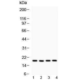 PPIA / Cyclophilin A Antibody