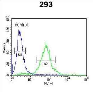 Polyclonal Rabbit anti-Human SETD8 / SET8 Antibody (aa220-249, IHC, WB)