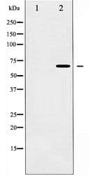SYT1 / Synaptotagmin Antibody