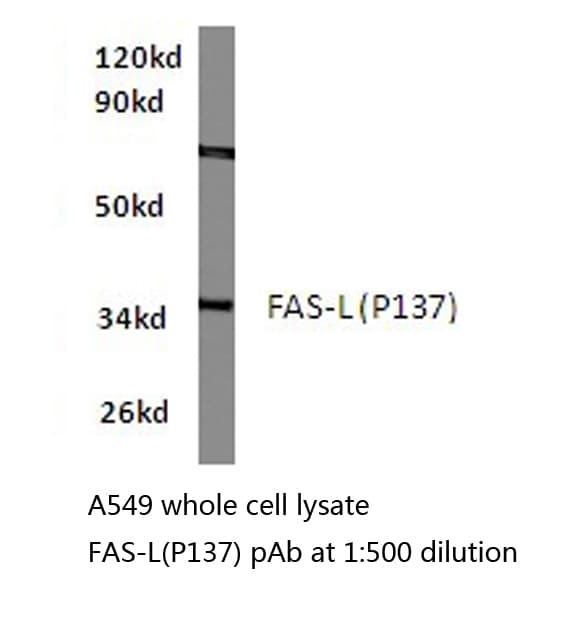 FASLG / Fas Ligand Antibody (Pro137)