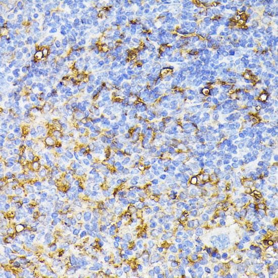 FLT1 / VEGFR1 Antibody