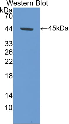 GLUL / Glutamine Synthetase Antibody (aa1-373)