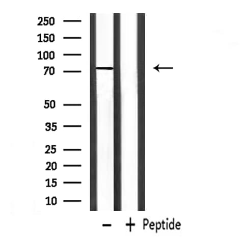 Zyxin Antibody