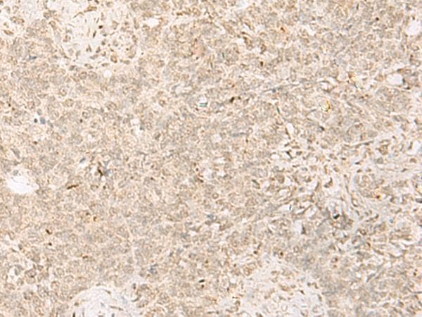 PADI4 / PAD4 Antibody